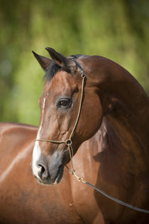 Trakehner Hockey - Christiane Slawik by Christiane Slawik