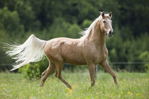 Lusitano Douche - Christiane Slawik von Christiane Slawik