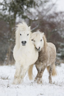 Shetlandpony Schnee - Christiane Slawik by Christiane Slawik