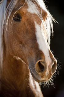 Berber Emir - Christiane Slawik by Christiane Slawik