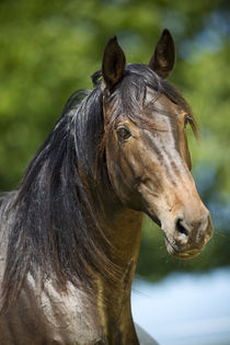 Bayer Warmblut - Christiane Slawik by Christiane Slawik