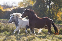 Welsh Pony - Christiane Slawik von Christiane Slawik