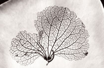 Hydrangea Petal by Geoff du Feu