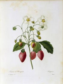 Erdbeere / Redoute von klassik art
