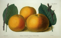 Apfel/Pomme de Reinette/Robin/Farblitho von klassik art