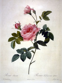 Rosa Inermis/Stich Redoute von klassik art