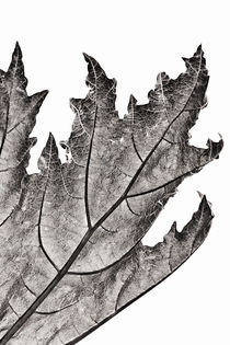 Rheum Leaf by Geoff du Feu