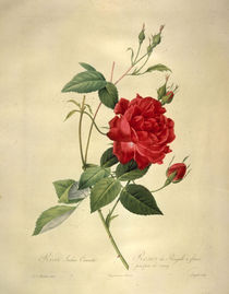 Rosa indica cruenta/Stich nach Redoute von klassik art