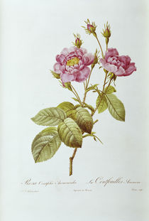 Rosa centifolia Anemonoides /  Redoute von klassik art