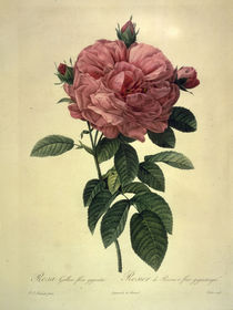 Rosa gallica flore giganteo/nach Redoute by klassik art
