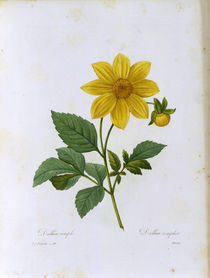 Dahlia simplex / Redoute von klassik art