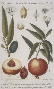 Botanik, Mandel u. Mandelpfirsich/Kupfst by klassik art