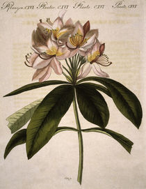 Rhododendron / aus Bertuch 1809 by klassik art