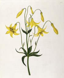 Lilie / Farblitho nach E.Bury / 1831-34 von klassik art