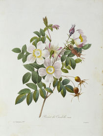 Rose, Candolle / Redoute 1835 Nr.130 by klassik art