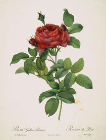 Rose / Punktierstich nach Redoute by klassik art