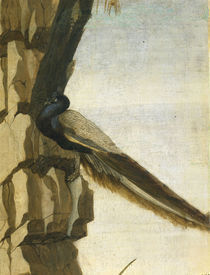 S.Botticelli, Pfau von klassik art