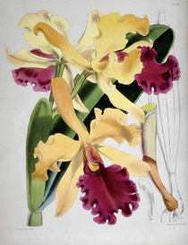 Orchidee / W.H.Fitch, 1876 von klassik art