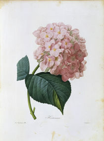 Hortensie / Redoute von klassik art