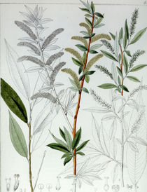 Weide / Salix alba / F. Guimpel von klassik art