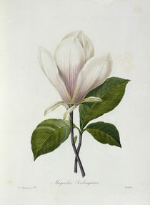 Magnolie / Redoute von klassik art