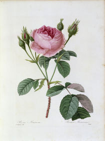 Rosen / Redoute 1835, T.124 von klassik art