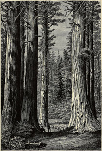 Yosemite National Park, Mammutbaeume by klassik art