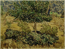 v.Gogh, Baum und Straeucher im Garten.... von klassik art