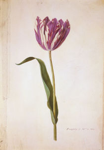 Tulpe / Miniatur von Nicolas Robert von klassik art