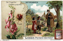 Fingerhut / Liebig von klassik art