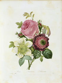 Rose, Anemoe, Klematis / Redoute by klassik art