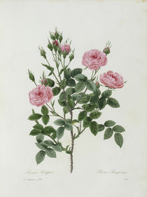 Rosa Pomponia / Redoute 1835 Nr.133 by klassik art