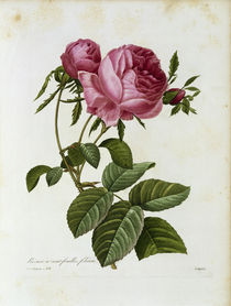 Rosen / Redoute 1835, T.131 von klassik art