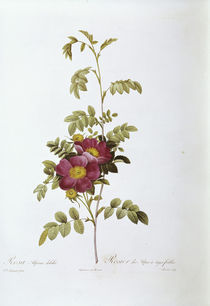 Rosa alpina debilis / Redoute by klassik art