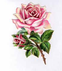 Oblate 'Rose' by klassik art