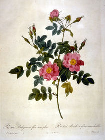 Rosa rubiginosa flore semi pleno von klassik art