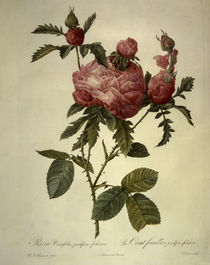 Rosa centifolia prolifera foliacea von klassik art