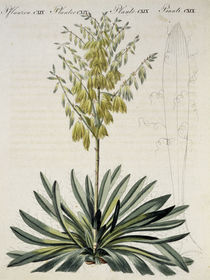 Faedentragende Yucca / aus Bertuch 1810 by klassik art