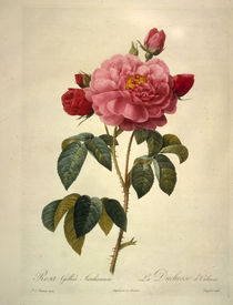 Rosa gallica aurelianensis / Redoute by klassik art
