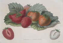 Erdbeere / Farblithographie by klassik art