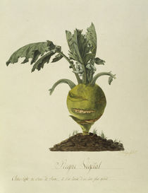 Kohlrabi, Regne Vegetal / Gouache by klassik art