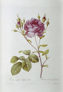 Rosa centifolia Anglica rubra /  Redoute by klassik art