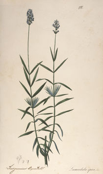 Lavendel / Federlithographie 1820 von klassik art