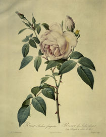 Rosa indica fragrans/Stich Redoute von klassik art