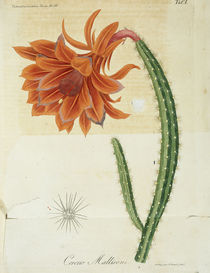 Kaktus 'Cereus Mallisoni' / Litho.1836 by klassik art