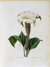 Datura lavis / Redoute von klassik art