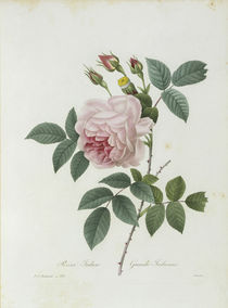 Teerose / / Redoute 1835 Nr.132 by klassik art