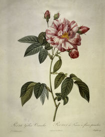 Rosa gallica versicolor/Stich Redoute von klassik art