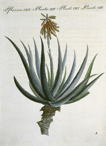 Aloe / aus Bertuch 1809 von klassik art