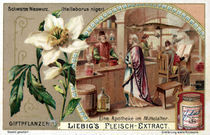 Christrose / Liebig Bildchen von klassik art